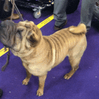 dog show GIF by Westminster Kennel Club