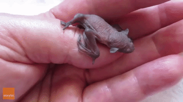 Tiny Microbat Pup Clings to Rescuer's Thumb