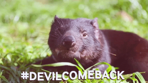 Tasmanian Devil Australia GIF by Global Wildlife Conservation