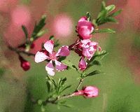 Flowers Spring GIF