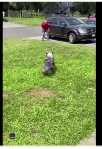 FiTheDog giphygifmaker GIF