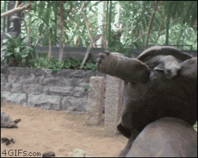 noooo GIF
