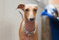 iggyjoey dog joey happy dog iggy GIF
