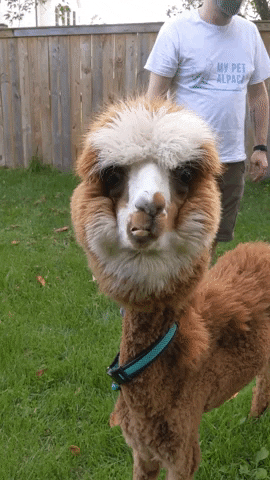 WWA69fartz giphygifmaker GIF