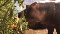 Hip Hip Hooray! Fiona the Hippo Celebrates Her Second Birthday at Cincinnati Zoo