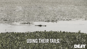 Alligators Can Jump Up To Five Feet In The Air