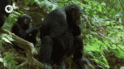 pbs adventure GIF by EARTH A New Wild