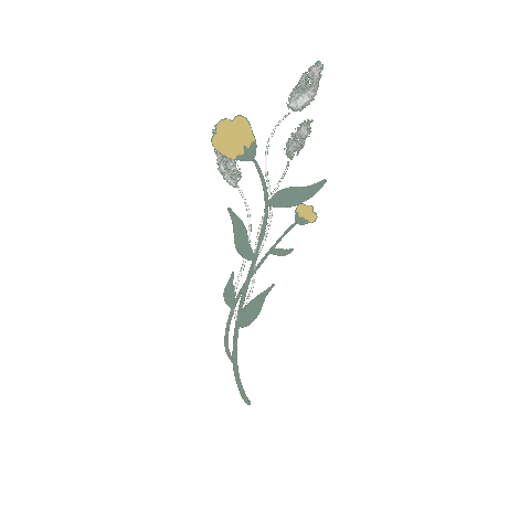 rachrisa giphyupload coffee flower flowers Sticker