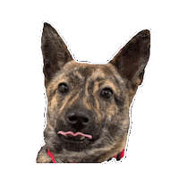 강아지 메롱 Sticker