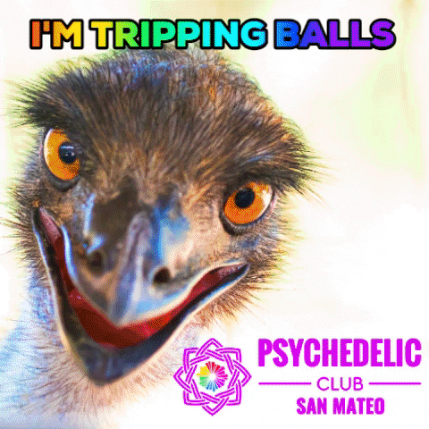 psychedelicsanmateo rainbow trippy psychedelic weird GIF