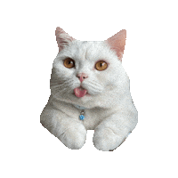 purrcivalcat lyle purrcival purrcival cat lyle from work Sticker