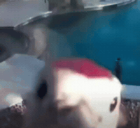 Pigeon Meme GIF