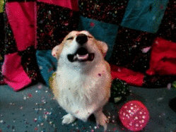 fim de ano em espanhol

DESCRIÇÃO: Um cão da raça corgi está olhando para confetes coloridos de papel que estão caindo em cima dele. Há algumas bexigas coloridas (verde, rosa choque e amarela) no chão e uma coberta de patchwork em vermelho, azul e preto com pontos coloridos ao fundo.