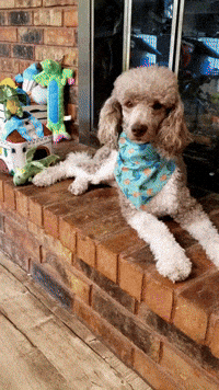 Happy Birthday Dragons GIF by Geekster Pets