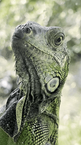 Poza Rica Veracruz GIF by EDGARDUDE