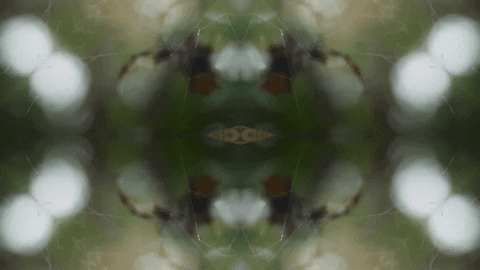 Art Love GIF by jorgemariozuleta