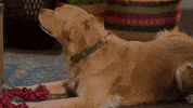 Summer Fun Love GIF by Hallmark Channel