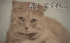 cat im sorry GIF