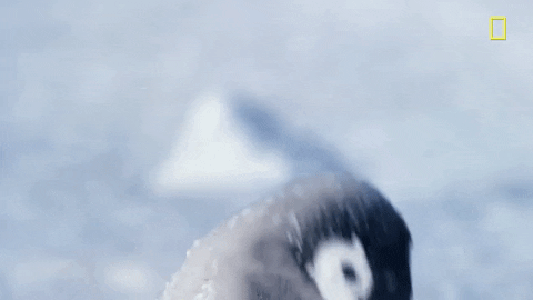 Baby Penguin penguin GIF by National Geographic Channel