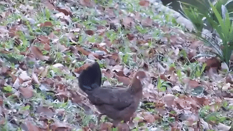 chickenfly GIF