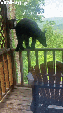 Bear Climbs Up To Investigate Cabin Deck GIF by ViralHog