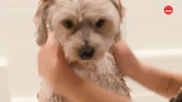 Dog Getting A Bath