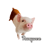 Pig Sticker by Nanda Filtros