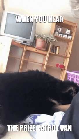 PCHOfficial giphygifmaker giphyattribution happy dog GIF