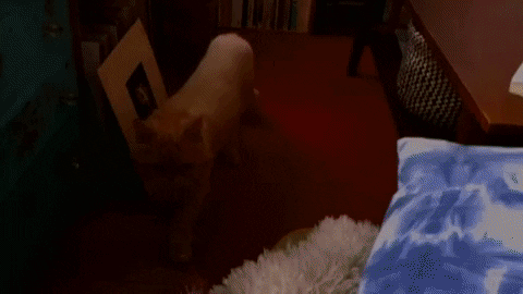irlcam louie GIF by Jess