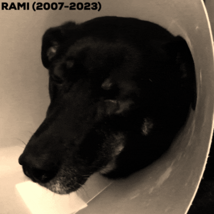 juan74 giphygifmaker giphygifmakermobile love dog GIF