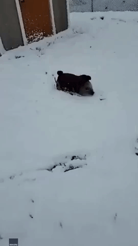Love at Frost Sight: Mini Pig Enjoys Playing in First Snow