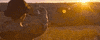 Hell Yeah Sun GIF by TIFF