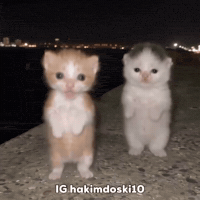 Dance Dancing GIF