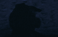 suedeofficial pig suede animal nitrate GIF