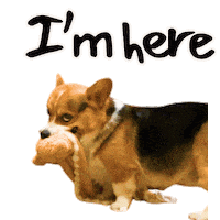 Corgi Milo Sticker