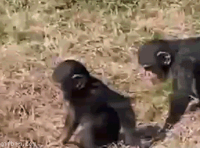 animals being dicks GIF