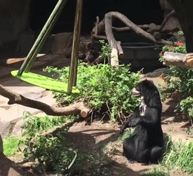 play with me lol GIF by San Diego Zoo