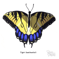 rikkipaepke fly flying butterfly wings GIF