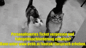 unsereoebb cat katze oebb weltkatzentag GIF