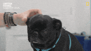 Dog Reaction GIF by Nat Geo Wild