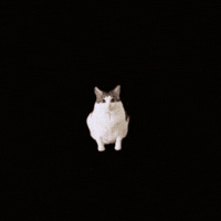 Mitosis Bao Bao GIF