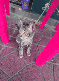 On The Kitten GIF by ellaknor