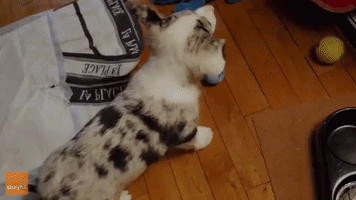 Dog Owner Documents Puppy's First Week in New Home