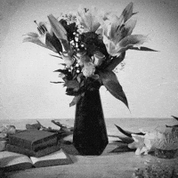 suedeofficial flowers suede disintegrate GIF