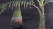 GIF by Polyvinyl Records