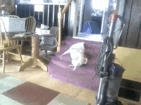 GIF by AFV Pets