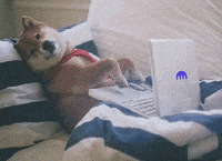 KrakenFX doge dogecoin GIF