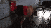 cow iceland GIF by For 91 Days