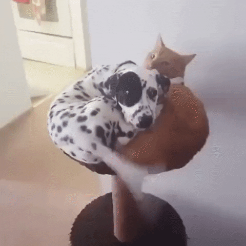 moethantkyaw giphyupload GIF