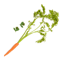 Soul-Origin pumpkin soup veggies soups Sticker